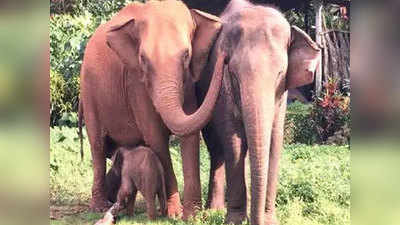 कॉर्बेट में हाथियों को कोरोना से बचाने के लिए बने आइसोलेशन वॉर्ड