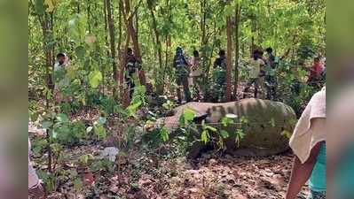 ধারালো অস্ত্রের একাধিক ক্ষতই প্রাণ কাড়ল দাঁতালের