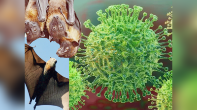 पिछले 20 साल में इन तीन जानवरों ने फैलाई महामारी, वायरस के होस्ट में होती हैं ये 3 खूबियां