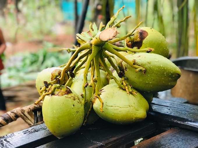 ಅಲಂಕಾರಕ್ಕೆ ಬಳಿಸಿದ್ದ ತೆಂಗಿನ ಕಾಯಿ