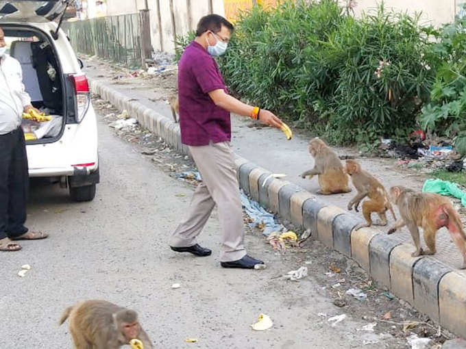 ​बंदरों और गायों के लिए बना लिया डाइट चार्ट