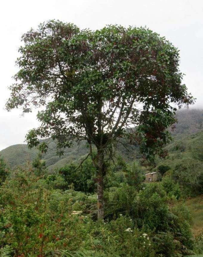 സിങ്കോണ മരം