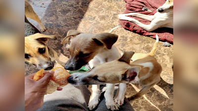 कोरोनाः चीन के इस कदम से हर साल बचेगी एक करोड़ कुत्तों की जान, ऐनिमल राइट ग्रुप ने की सराहना
