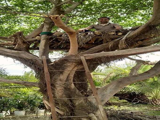 सूखी लकड़ियों को जोड़ बनाया ट्री-हाउस