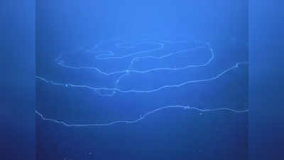 ऑस्ट्रेलिया: समुद्र के नीच दिखा UFO-जैसा क्रिएचर, जानें क्या होता है Siphonophore