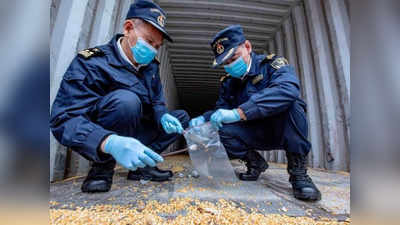 Corona, हंता के बाद चीन पहुंचा एक और वायरस, नष्ट करने पड़े 4 टन बीज