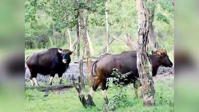 ನಾಡಿಗೆ ಬಿದ್ದ ಲಾಕ್‌, ಅಭಯಾರಣ್ಯಗಳಿಗಿಲ್ಲ ಬೆಂಕಿಯ ಶಾಕ್‌!