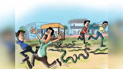 Lockdown In Gujarat: नाचे नागिन गली-गली...दाहोद में दहशत, मिले 16 कोबरा
