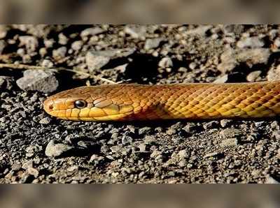 লকডাউনে পথেঘাটে কিলবিল, গুজরাটের হাড়হিম নাগিন নগর!