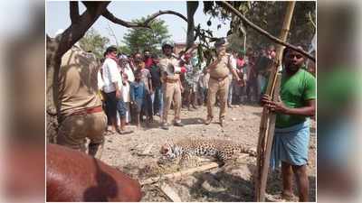 गाजीपुर: लॉकडाउन तोड़कर ग्रामीणों ने तेंदुए को पीट-पीटकर मार डाला, तीन घायल