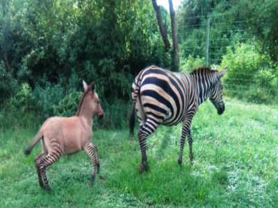 Zonkey : கழுதையுடன் உறவு வைத்த வரிக்குதிரை பிறந்தது என்ன தெரியுமா?