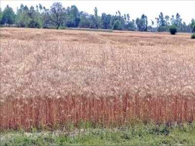 लॉकडाउन: खेतों में गेहूं की फसल तैयार खड़ी, न मिल रहे मजदूर, न फसल काटने की मशीनें