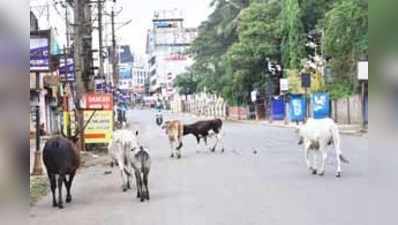 ಜನ, ಜಾನವಾರು ಆಹಾರಕ್ಕೆ ಕುತ್ತು