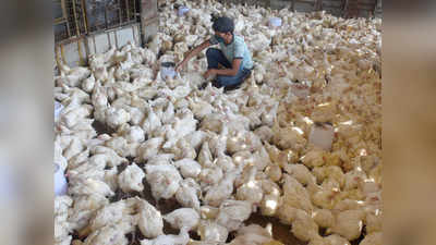 लॉकडाउन: प्याज के रेट में चिकन फिर भी नहीं बिक रहा