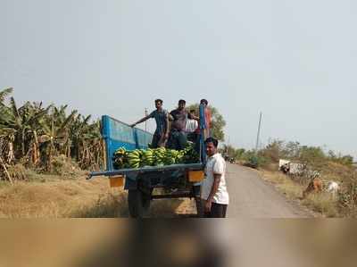 दहा एकरमधील केळी वाटली मोफत