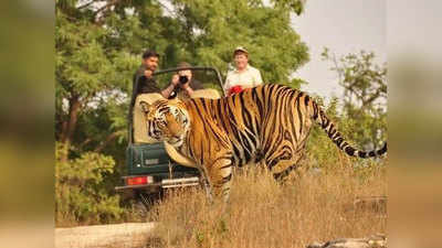 लॉकडाउन में बाघों की सुरक्षा के लिए जंगल में उतरे 500 जवान, शिकारियों के घुसपैठ की आशंका