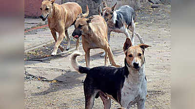 सहारनपुर: आवारा कुत्तों ने किया हमला, इलाज के दौरान मासूम ने दम तोड़ा