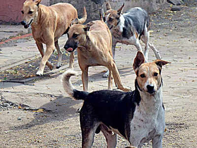 सहारनपुर: आवारा कुत्तों ने किया हमला, इलाज के दौरान मासूम ने दम तोड़ा