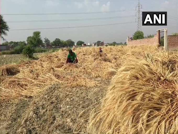 यूपी में किसान कर रहे सरकार से मदद की मांग