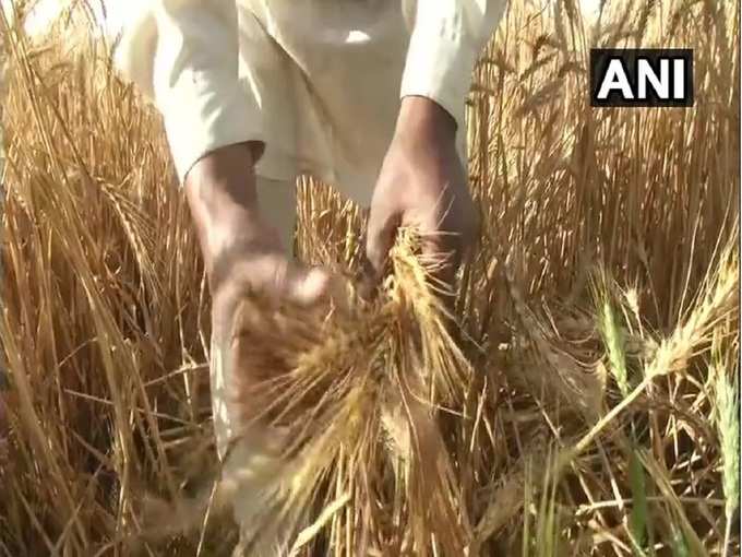 खेत में खड़े गेहूं की बालियां हो गईं है बर्बाद