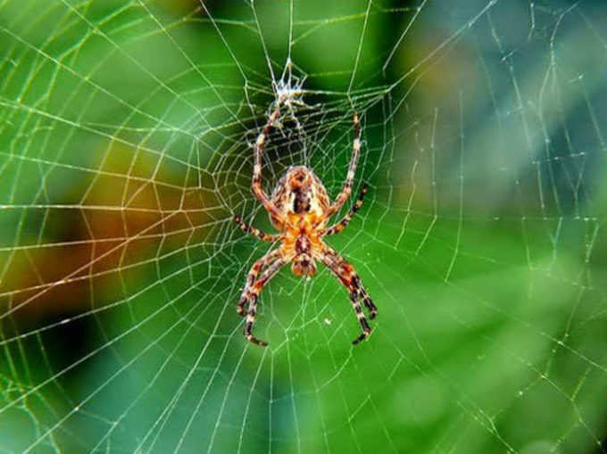 ​ಜೇಡ ಮೇಲೇರುವುದನ್ನು ಕಂಡರೆ ಶುಭ