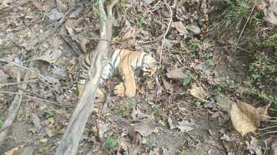 नागपूर: पेंचमध्ये वाघाच्या बछड्याचा मृत्यू