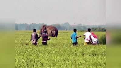 ফের দাঁতালের দাপট, গলসিতে নষ্ট ফসল