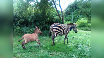 दुर्लभ: इस नैशनल पार्क में मिला Zebra और Donkey का बच्चा- Zonkey