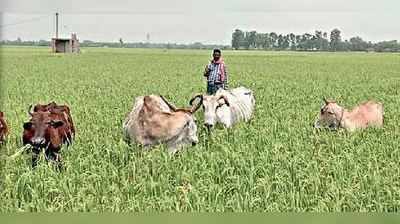 কালবৈশাখী, শিলাবৃষ্টিতে ৫০০০ হেক্টরে ধানে ক্ষতি