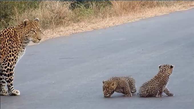 ಅಮ್ಮನೊಂದಿಗೆ ಕಂದಮ್ಮಗಳ ಹೆಜ್ಜೆ...