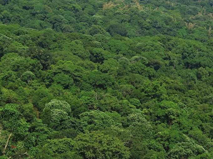 ​ಬ್ರಹ್ಮಗಿರಿ ಅಭಯಾರಣ್ಯ