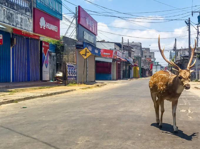 ​मार्केट में हिरण घूमते पहले देखा?