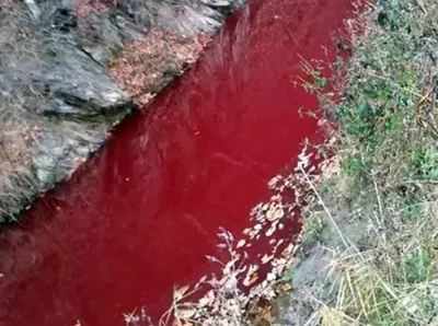 કોરિયાની સરહદ પર વહેતી નદી ભૂંડના લોહીથી લાલ થઈ ગઈ