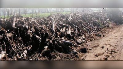 ગુજરાતના વૈજ્ઞાનિકોએ કેળાના કચરાને ખજાનામાં ફેરવ્યો, આણંદ જિલ્લાના ખેડૂતોને ચાંદી-ચાંદી