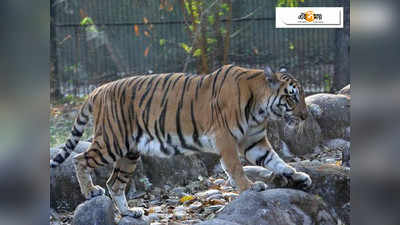 ঘরে বসেই বাঘ-হাতি দর্শন আলিপুর পশুশালার অ্যাপে