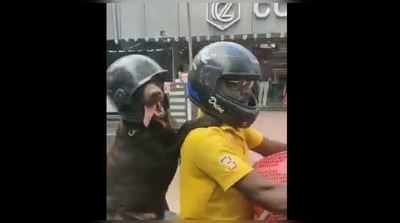 બાઈકની પાછળ બેઠેલા કૂતરાએ સુરક્ષા માટે પહેર્યું હેલ્મેટ, વિડીયો થયો વાઈરલ