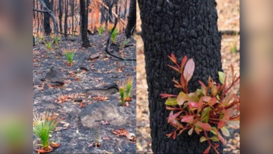 ઓસ્ટ્રેલિયાના જંગલોમાં આગ બાદ ફરીથી ફૂટી કૂંપળો, આ તસવીરો જોઈને તમને હાશકારો થશે