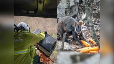 ઓસ્ટ્રેલિયામાં આગ વચ્ચે પ્રાણીઓને આ રીતે આપવામાં આવી રહ્યું છે ભોજન, જુઓ