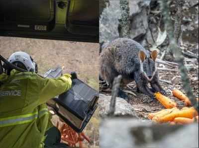 ઓસ્ટ્રેલિયામાં આગ વચ્ચે પ્રાણીઓને આ રીતે આપવામાં આવી રહ્યું છે ભોજન, જુઓ 