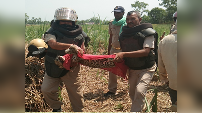 बहराइच: हमले से गुस्साए ग्रामीणों ने तेंदुए और शावक को पीट-पीट कर मार डाला