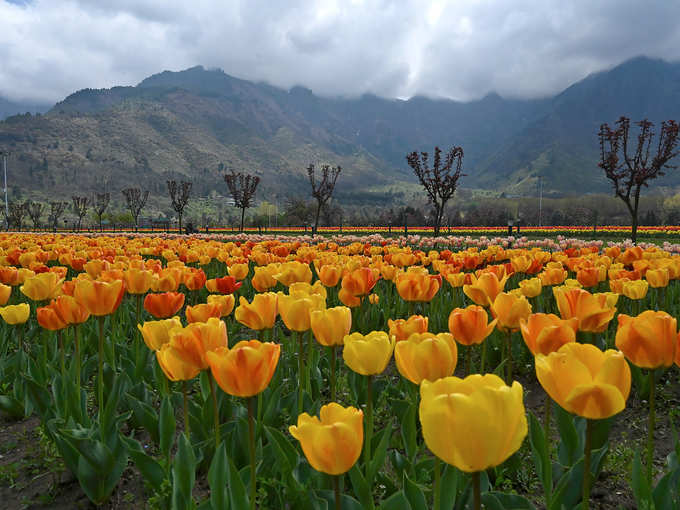 दिखते हैं कई प्रकार के ट्यूलिप