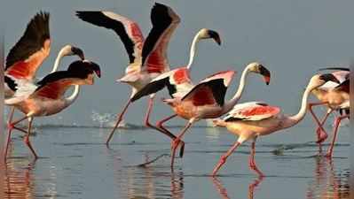 કચ્છ બની ગયું છે ગુજરાતનું ફ્લેમિંગો હબ, 12 લાખ પક્ષીઓ આવ્યા