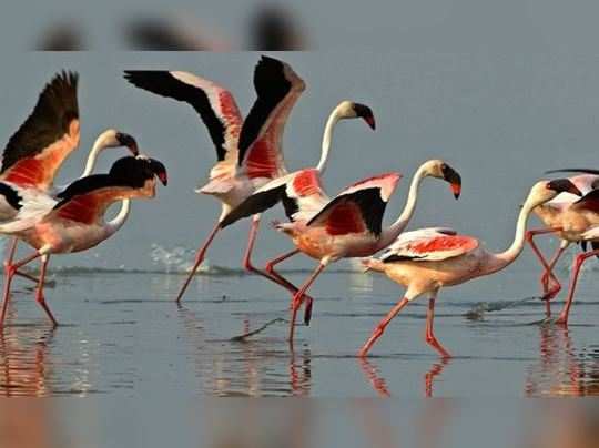 કચ્છ બની ગયું છે ગુજરાતનું ફ્લેમિંગો હબ, 12 લાખ પક્ષીઓ આવ્યા 