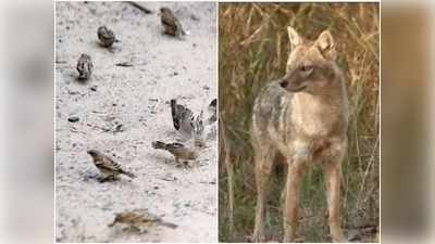 अयोध्या: लॉकडाउन के चलते वन्य जीवों को मिला है सुकून