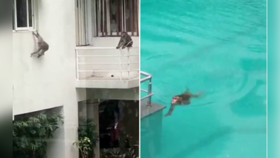 મુંબઈઃ લોકો ઘરોમાં બંધ થતા સ્વિમિંગ પૂલમાં કૂદકા મારતા જોવા મળ્યા વાંદરા, જુઓ Video