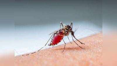 World Malaria Day : कोरोना वायरस के दौर में मलेरिया के बारे में जानें यह जरूरी बातें