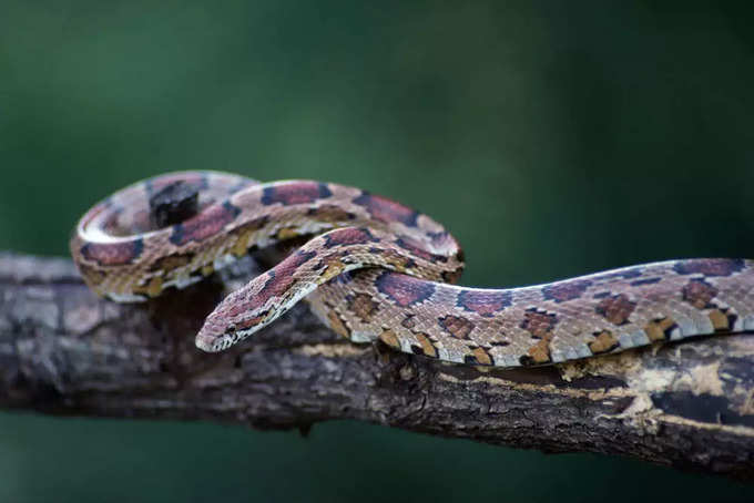 ​ಹಾವುಗಳ ದ್ವೀಪ (ಸ್ನೇಕ್ ಐಲ್ಯಾಂಡ್)