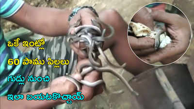 షాకింగ్ వీడియో: ఇంట్లో 60 పాము పిల్లలు.. గుడ్లు నుంచి ఎలా బయటకొస్తున్నాయో చూడండి