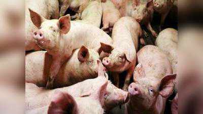 रहस्यमय वायरस से असम में 1950 सुअरों की मौत