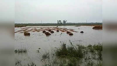 बिहार: भारी बारिश ने बढ़ाई किसानों की मुश्किलें, सरकार से लगाई ये गुहार